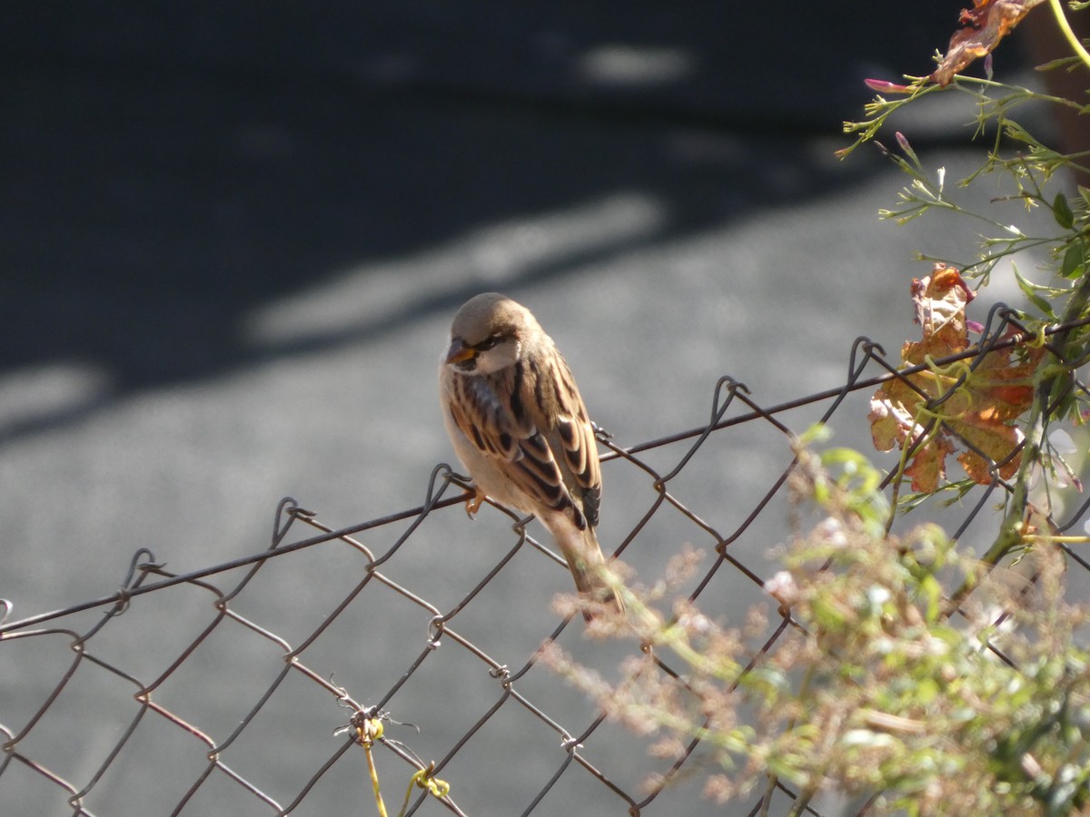 Оронгийн бор шувуу - ML644658324