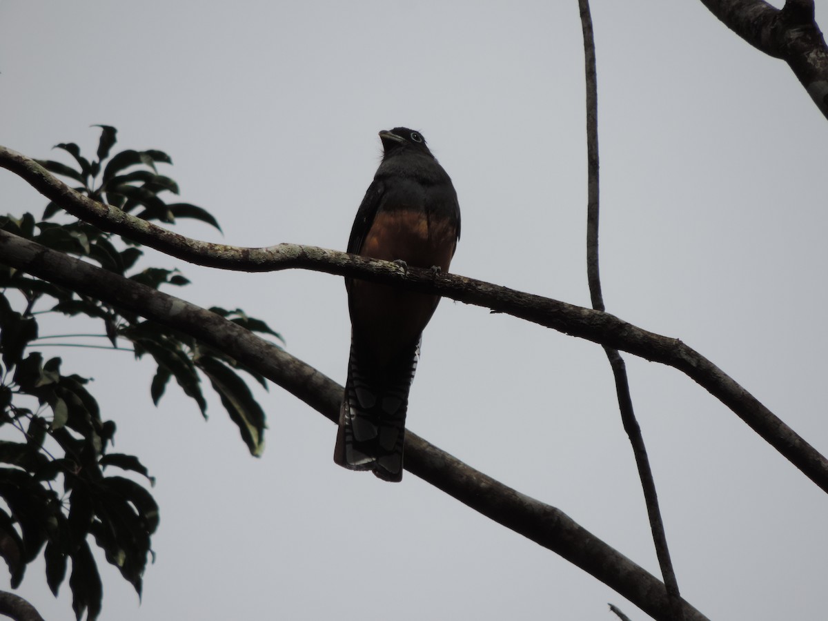 ハグロキヌバネドリ - ML644658330