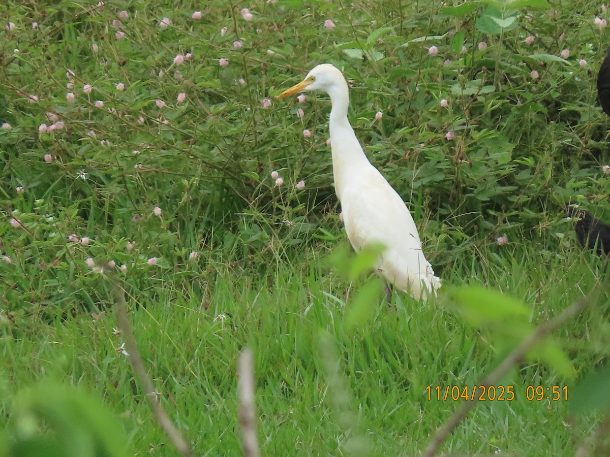 ニシアマサギ - ML644658331