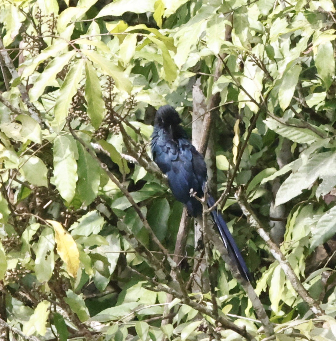 Ani des palétuviers - ML644658336