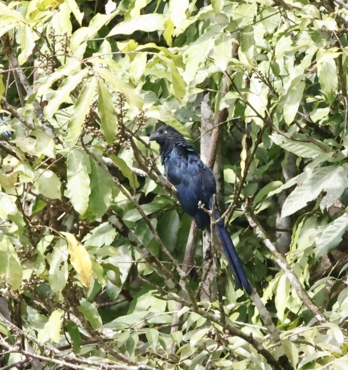 Ani des palétuviers - ML644658337