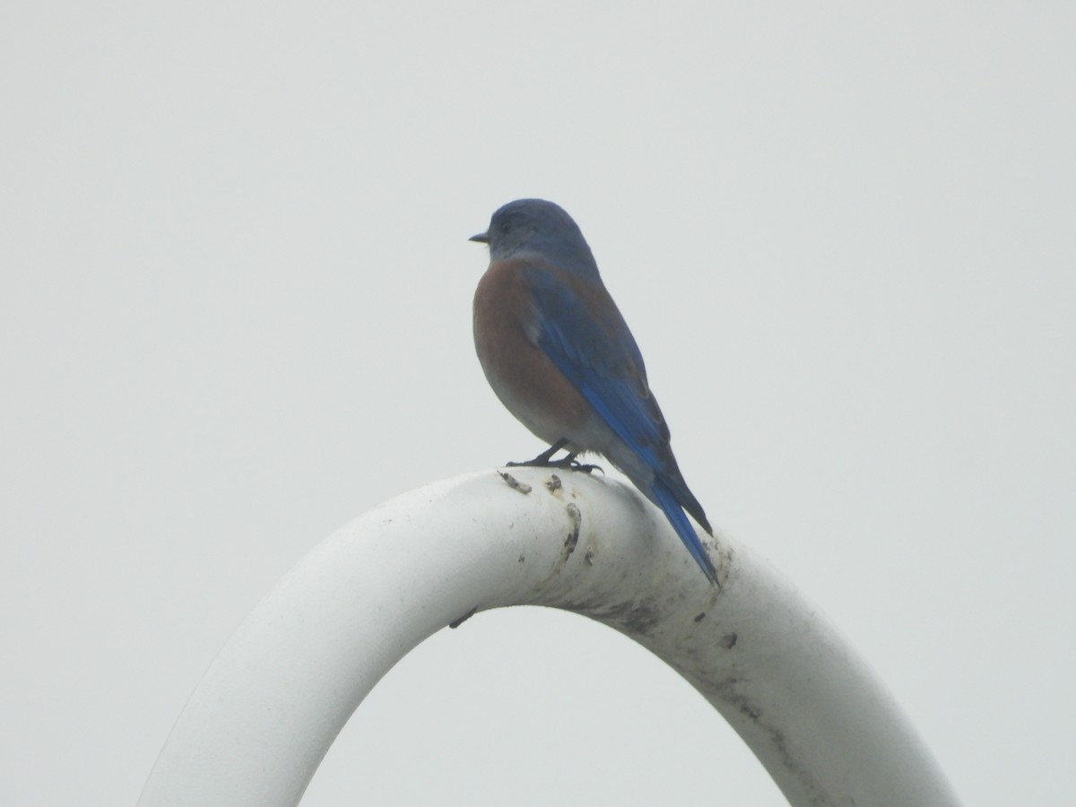 チャカタルリツグミ - ML644658339