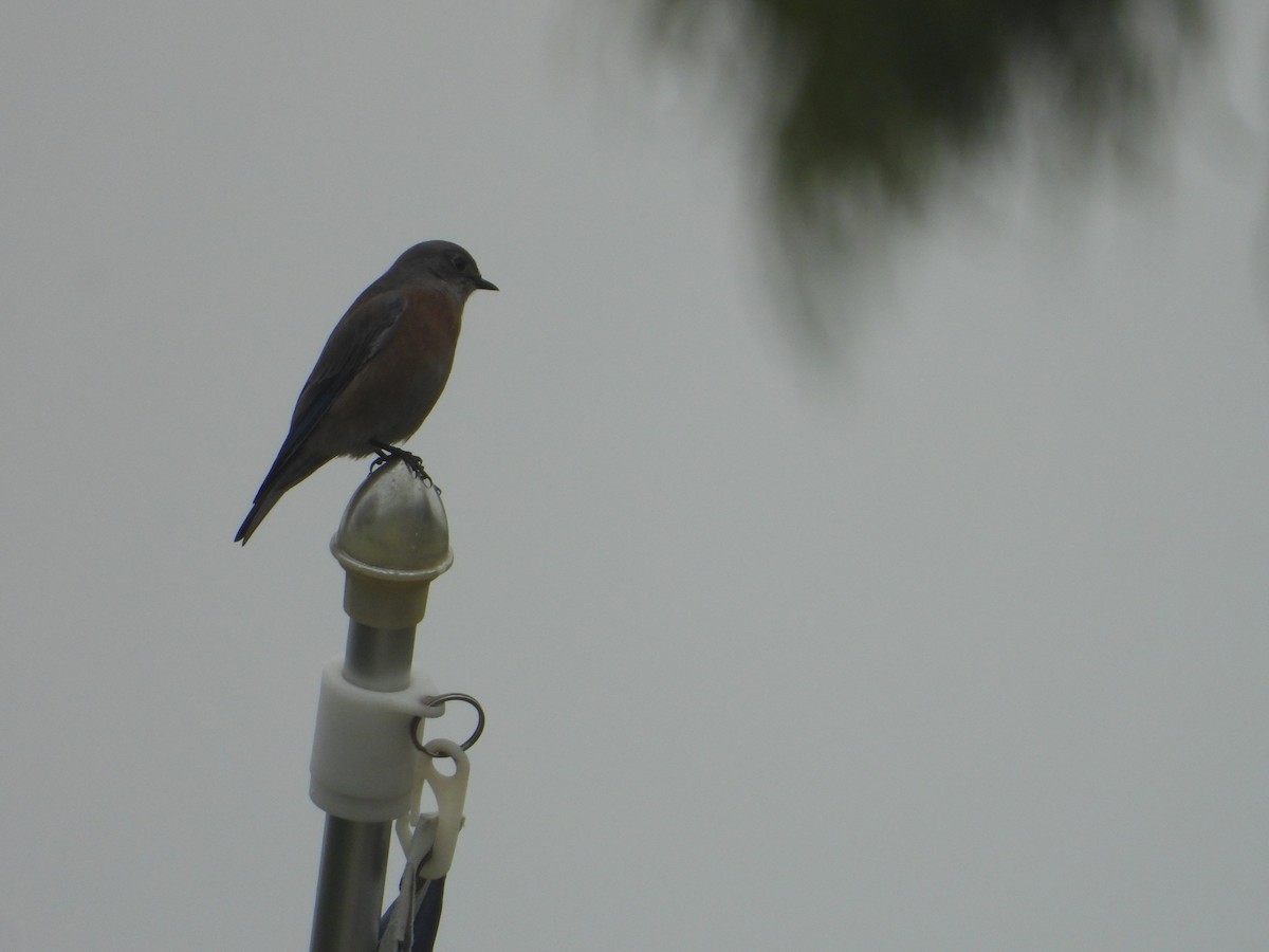 チャカタルリツグミ - ML644658340