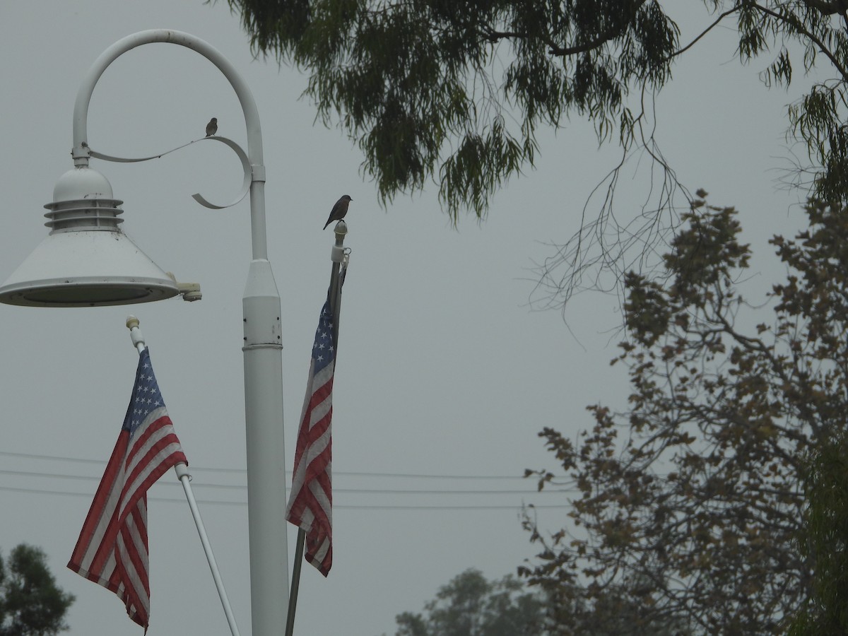 チャカタルリツグミ - ML644658341