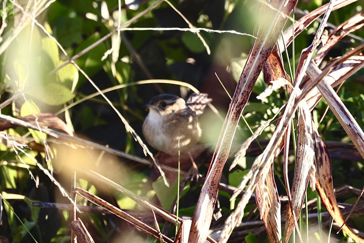 Sedge Wren - ML644658342