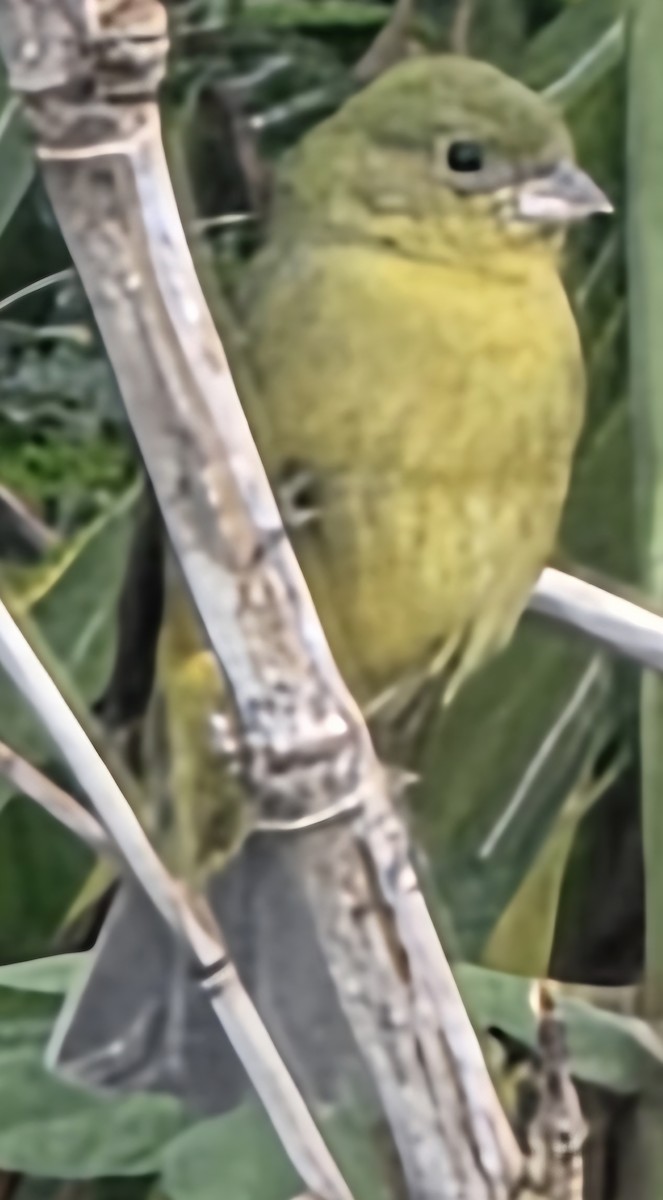 ゴシキノジコ - ML644658343