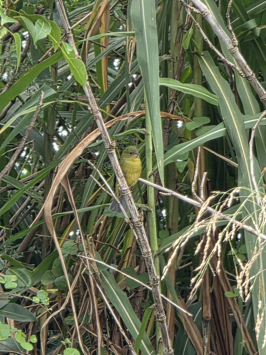 ゴシキノジコ - ML644658344