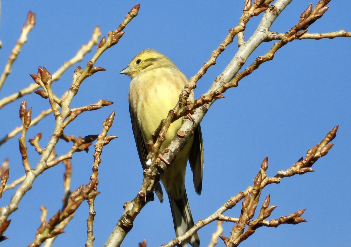 キアオジ - ML644658345