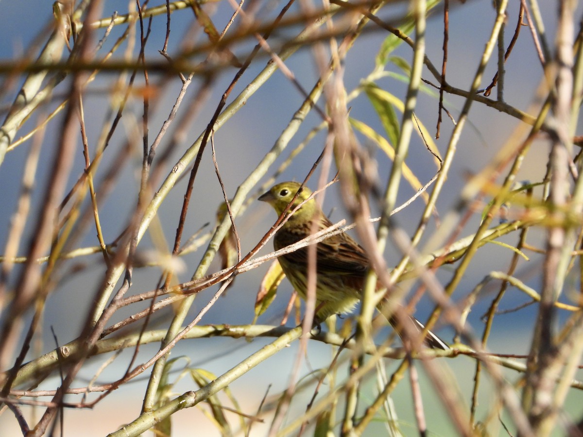 キアオジ - ML644658346