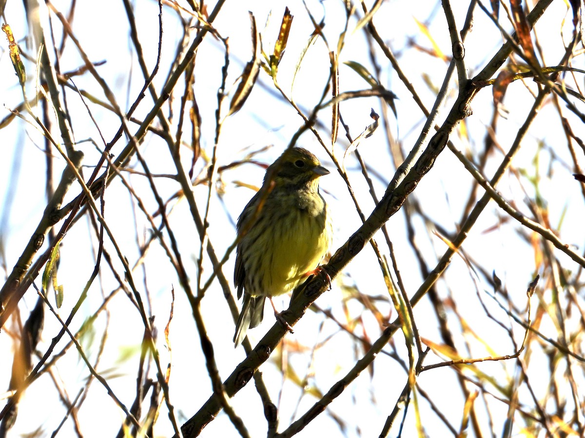 キアオジ - ML644658347