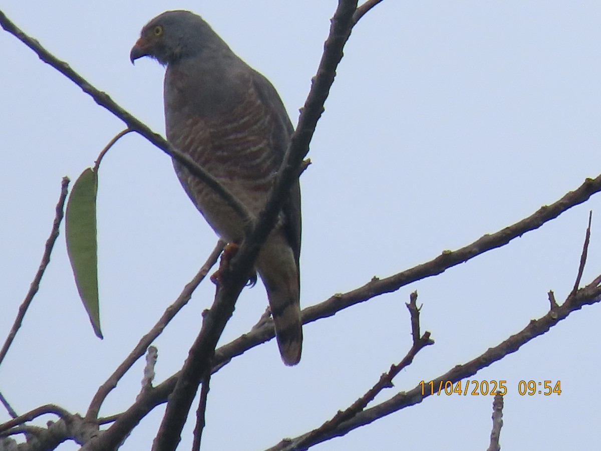 オオハシノスリ - ML644658348