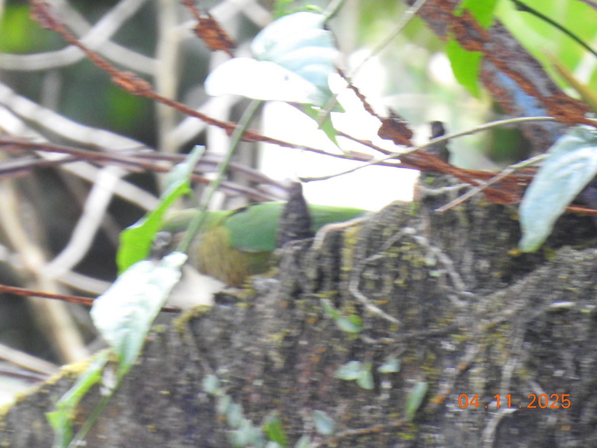 ウロコメキシコインコ - ML644658349