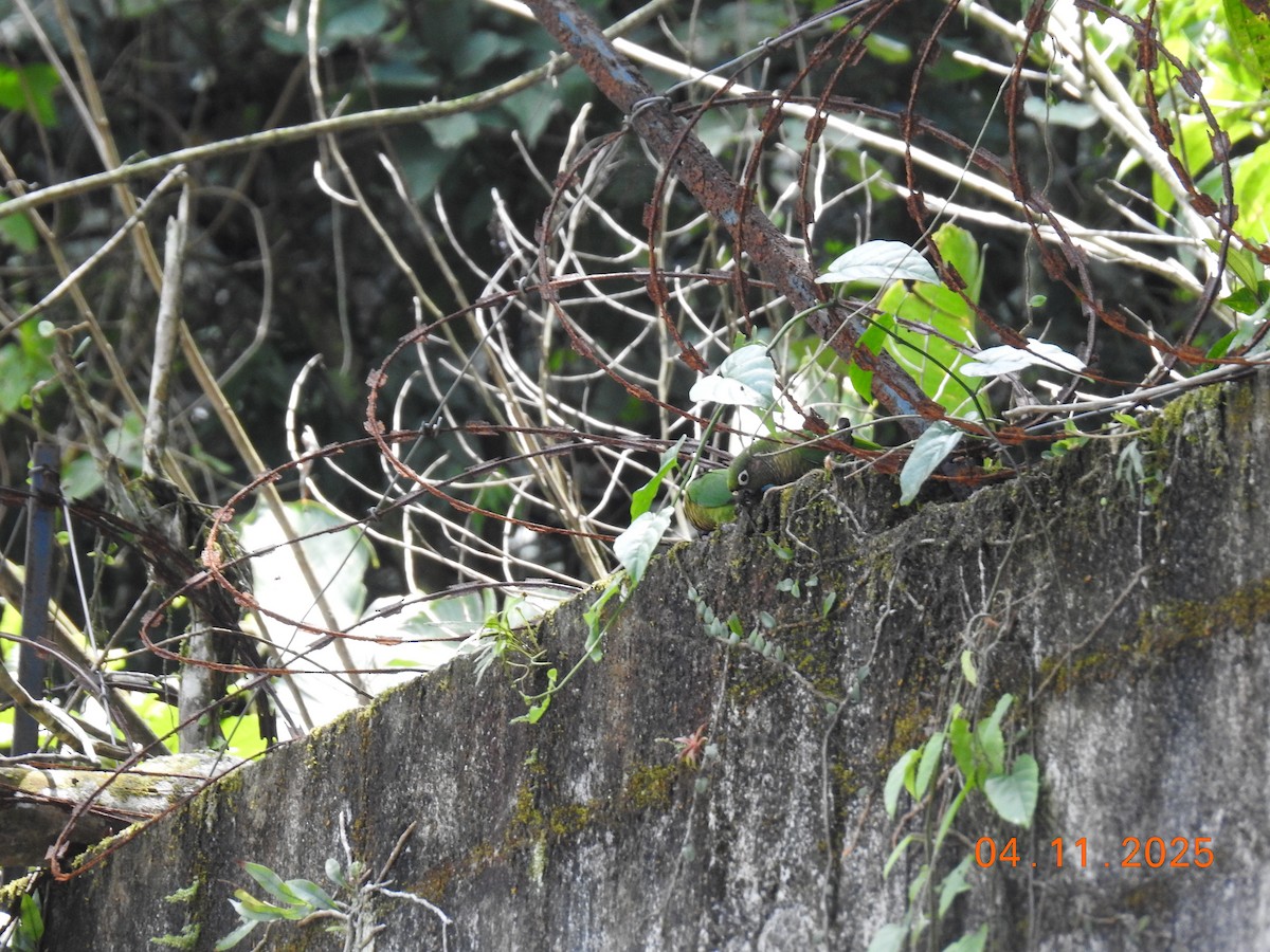 ウロコメキシコインコ - ML644658350