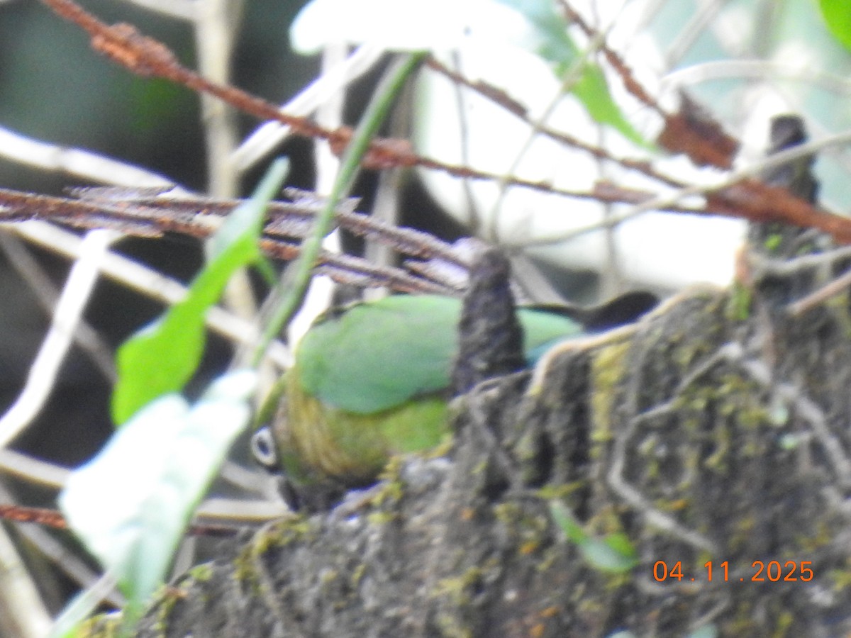 ウロコメキシコインコ - ML644658351