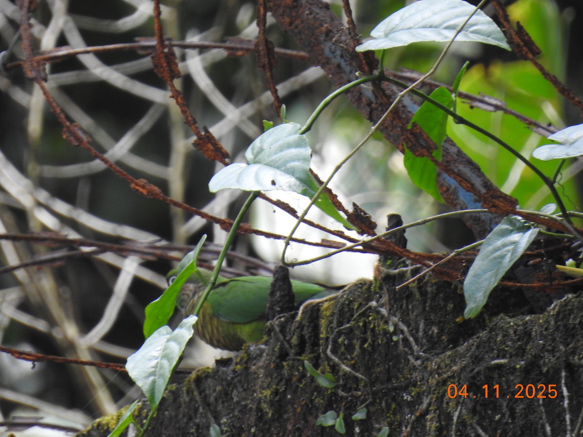 ウロコメキシコインコ - ML644658352