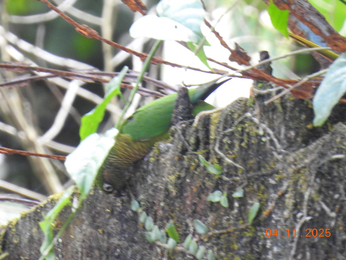 ウロコメキシコインコ - ML644658353