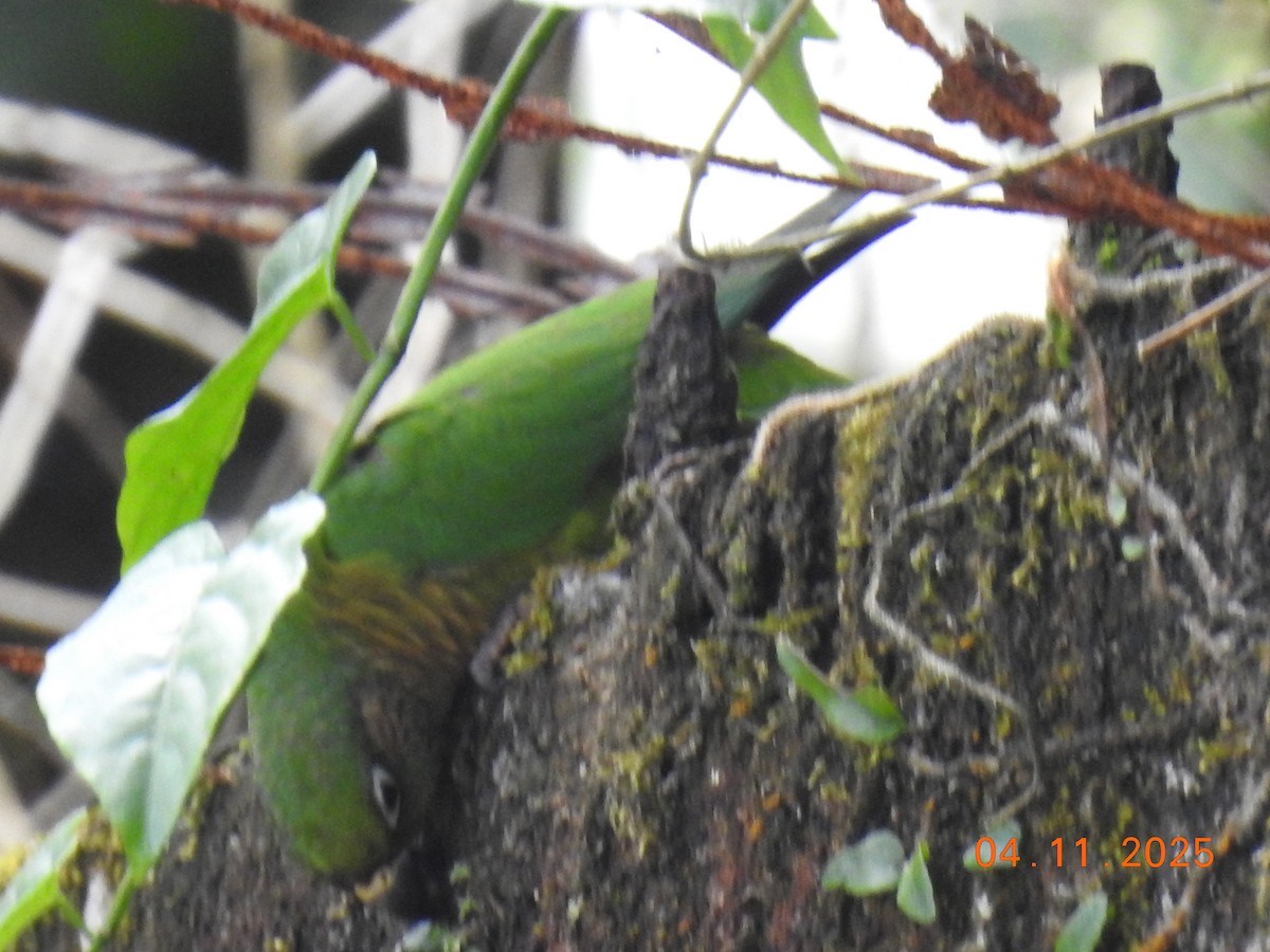 ウロコメキシコインコ - ML644658355