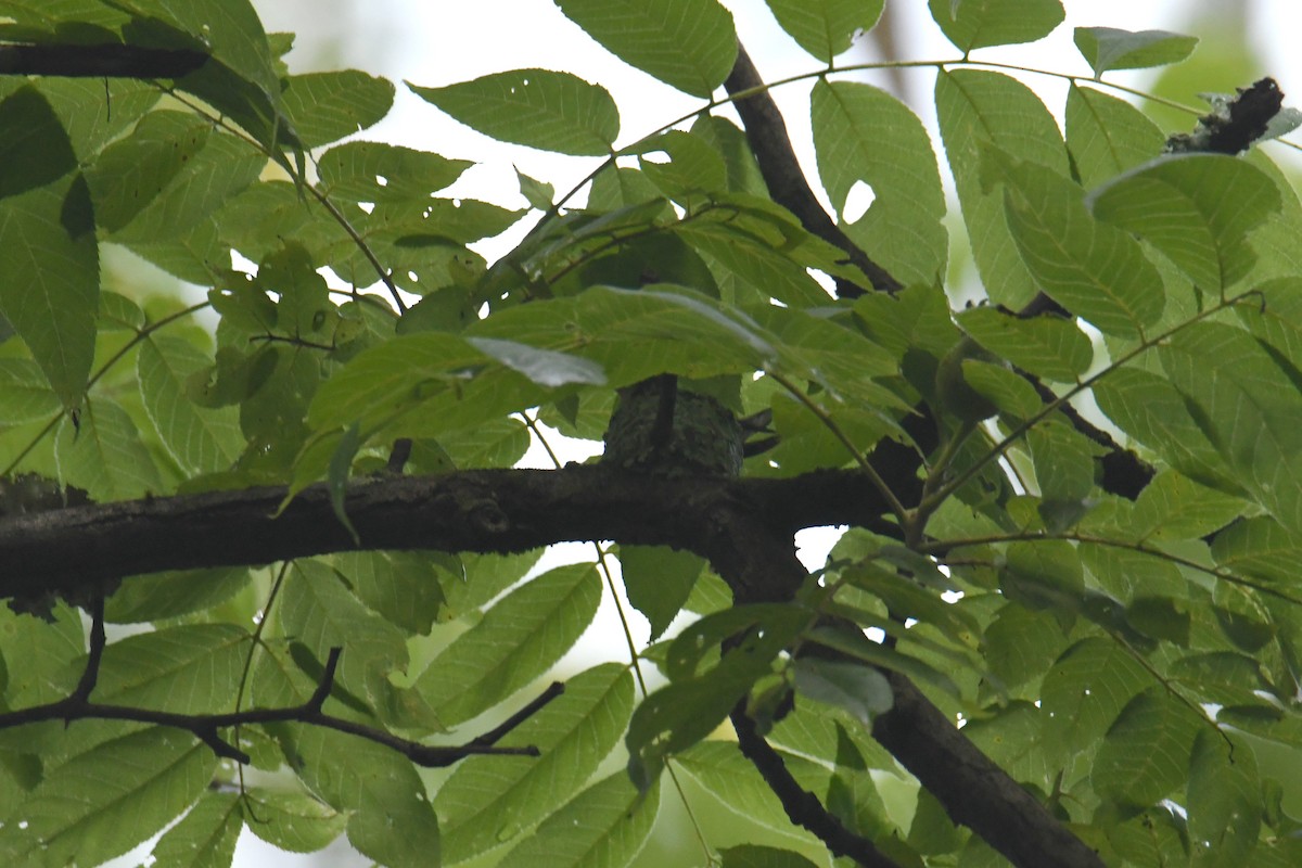 ノドアカハチドリ - ML644658356