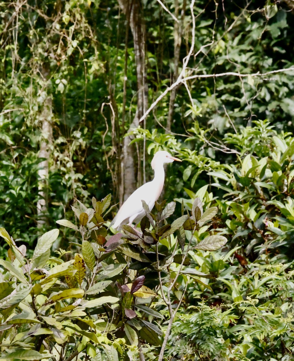 ニシアマサギ - ML644658357