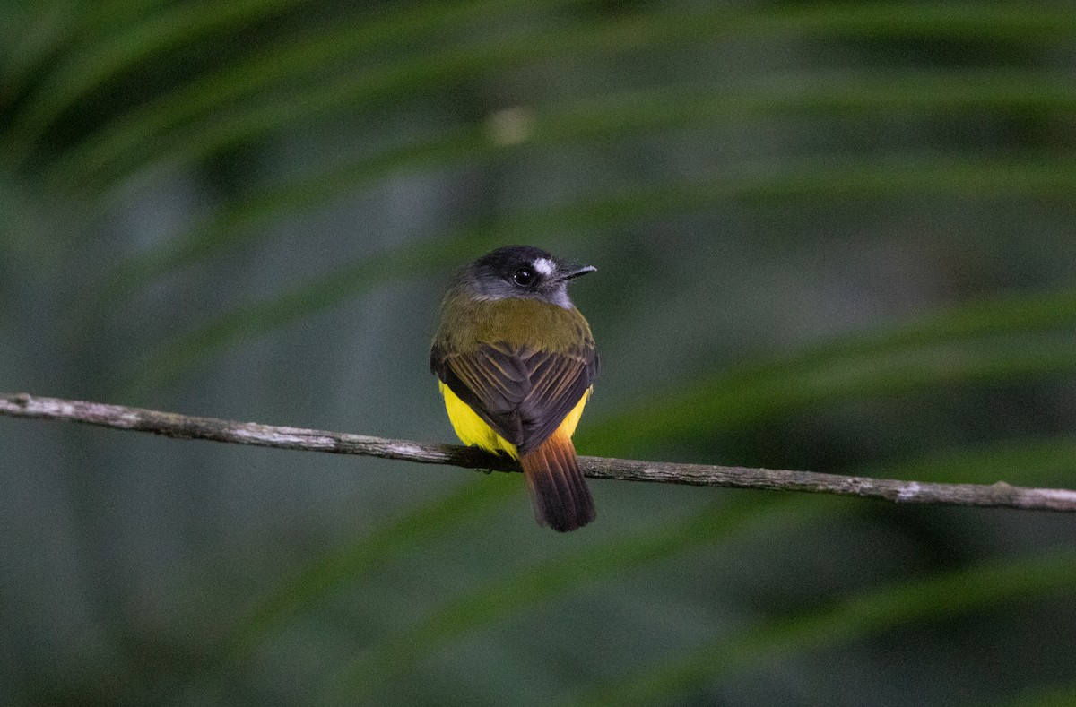 キゴシタイランチョウ - ML644658358