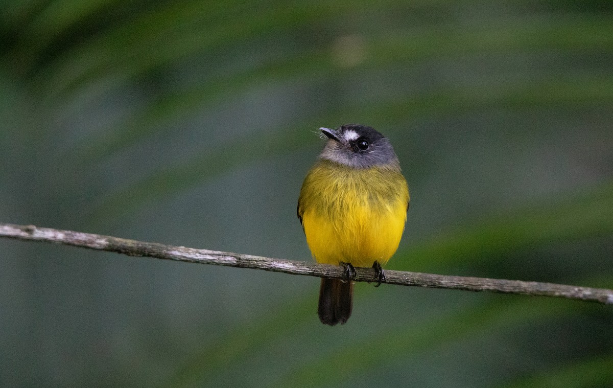 キゴシタイランチョウ - ML644658360