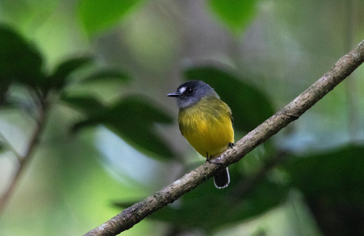 キゴシタイランチョウ - ML644658361