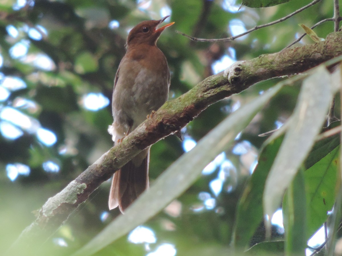 キノドヒトリツグミ - ML644658362