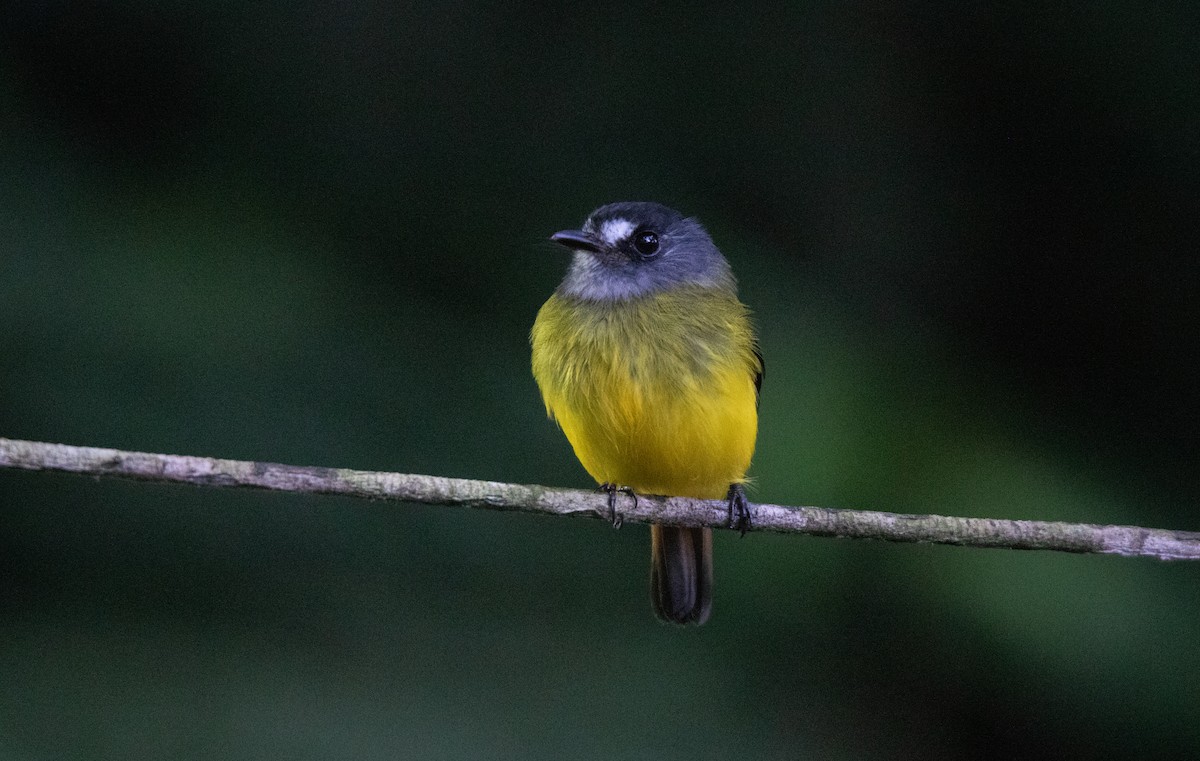 キゴシタイランチョウ - ML644658363