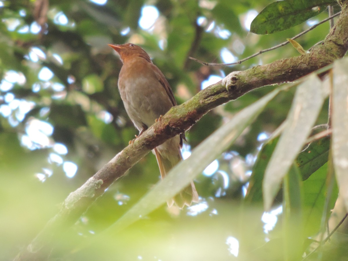 キノドヒトリツグミ - ML644658364