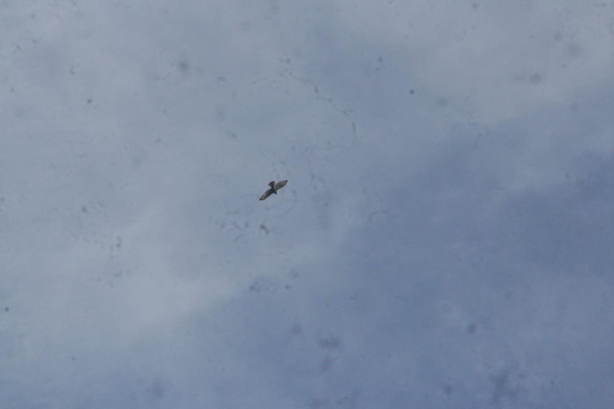 ミジカオノスリ - ML644658365