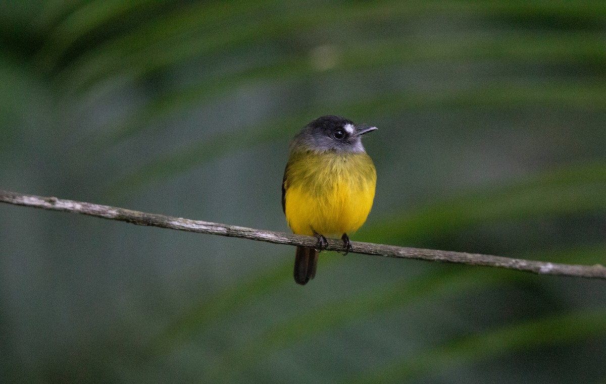 キゴシタイランチョウ - ML644658366