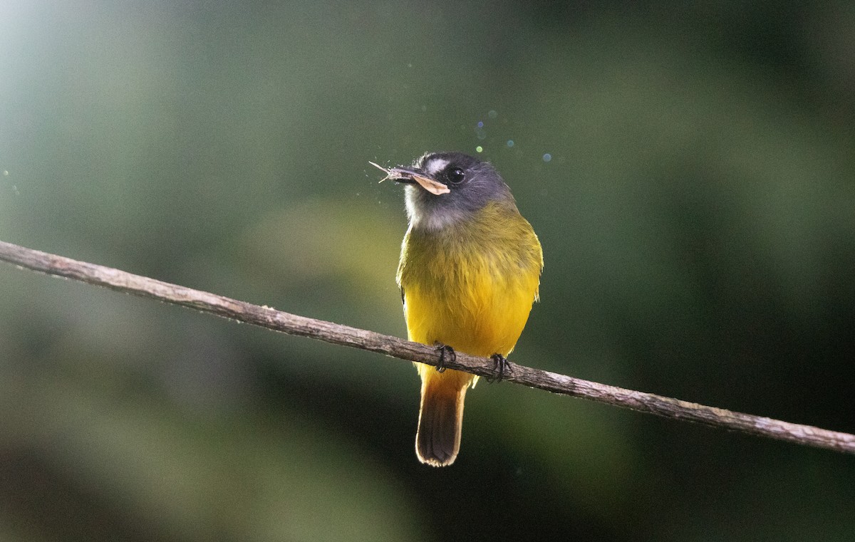 Ornate Flycatcher - ML644658367