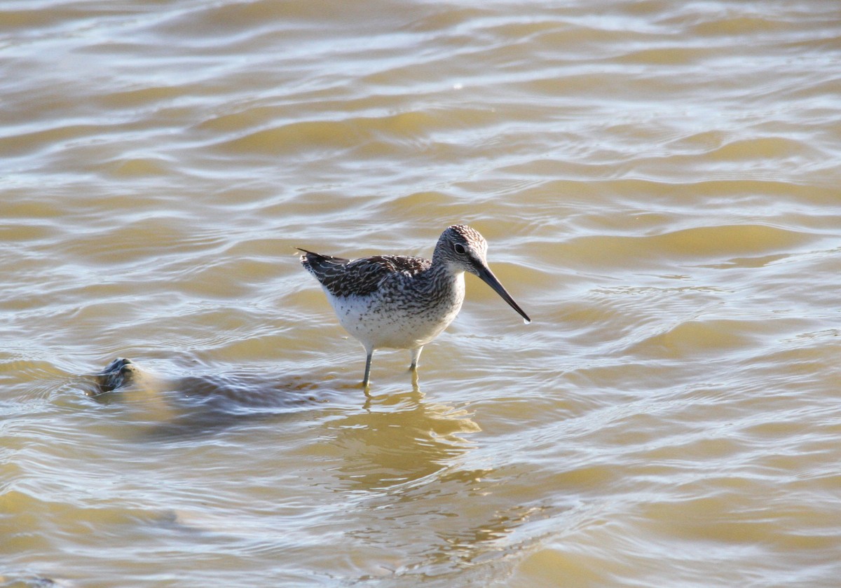 Common Greenshank - ML644658368