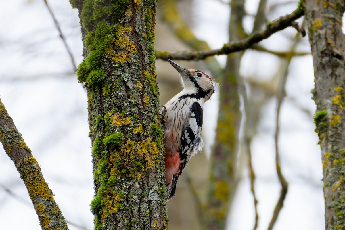 White-backed Woodpecker - ML644658370