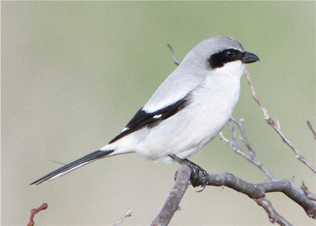 Loggerhead Shrike - ML644658373