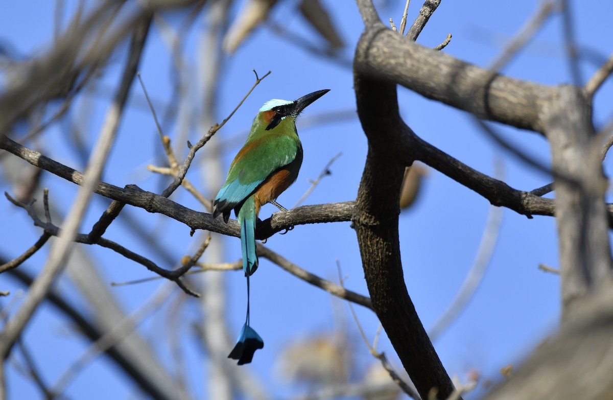 Turquoise-browed Motmot - ML644658379