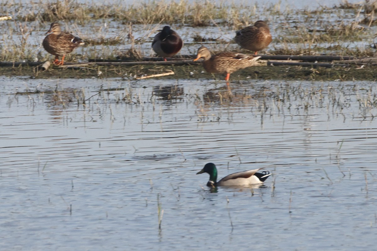 Зэрлэг нугас - ML644658380