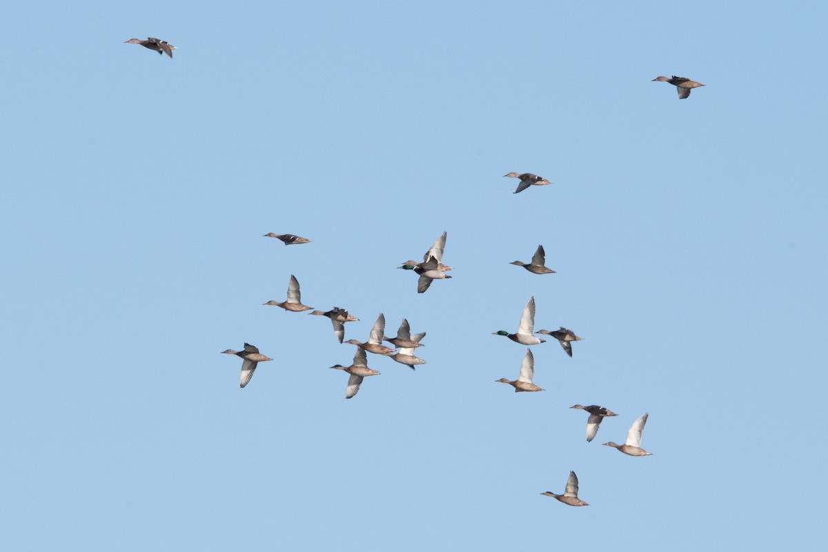 Зэрлэг нугас - ML644658384