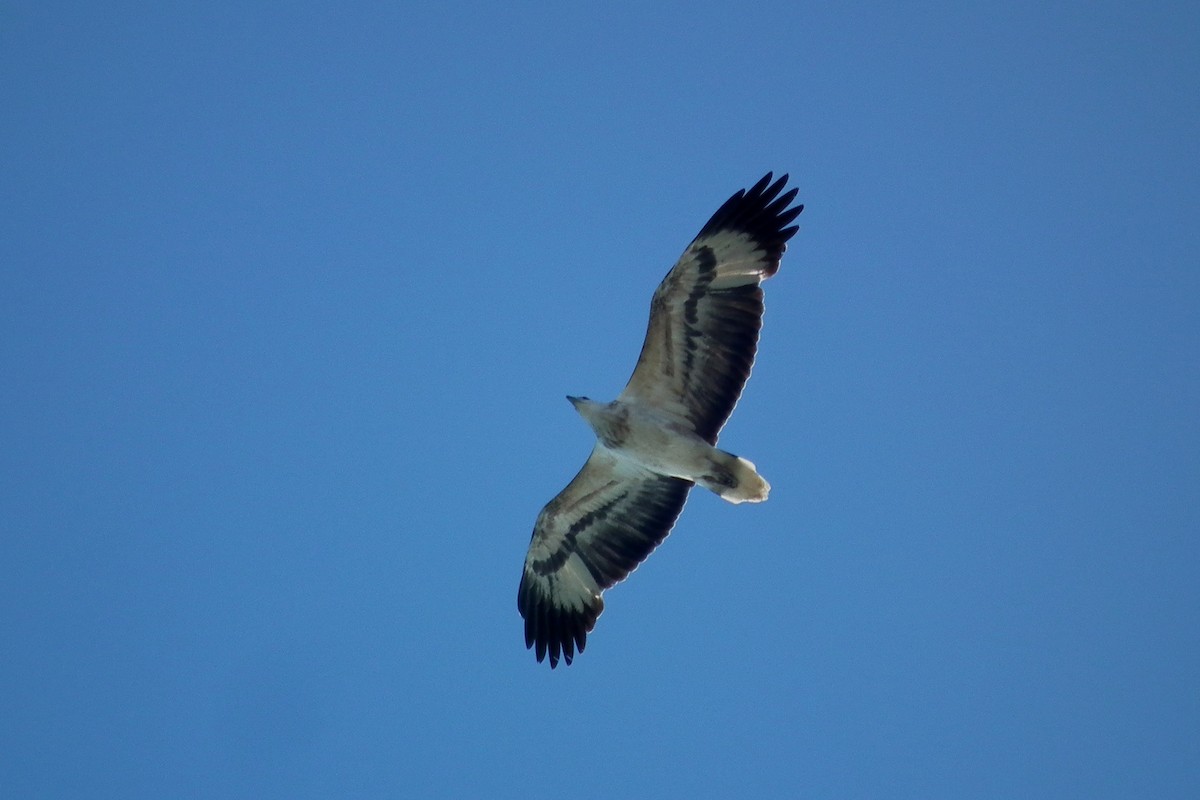 White-bellied Sea-Eagle - ML644658387