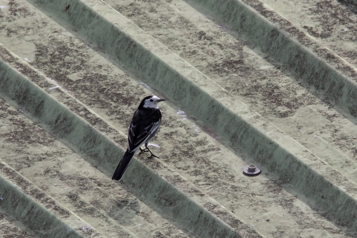 Bergeronnette grise (yarrellii) - ML644658388