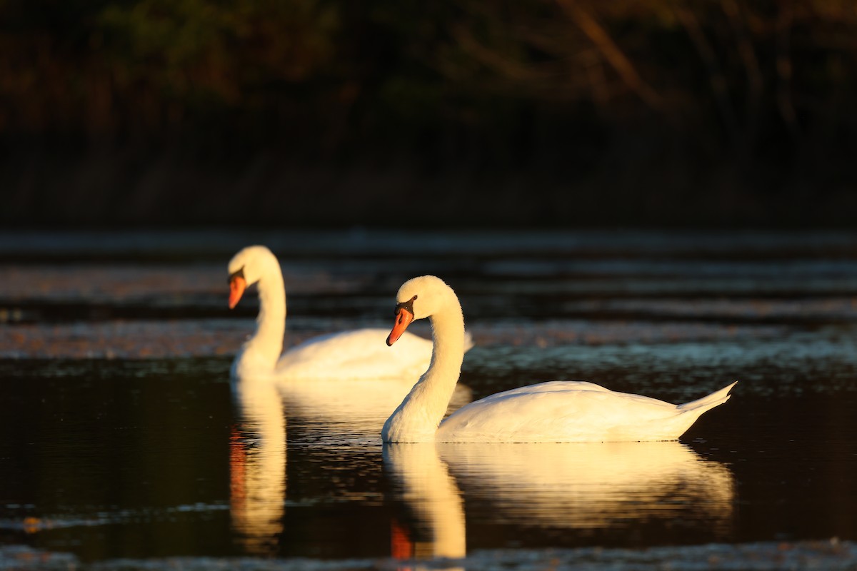 Cygne tuberculé - ML644658389