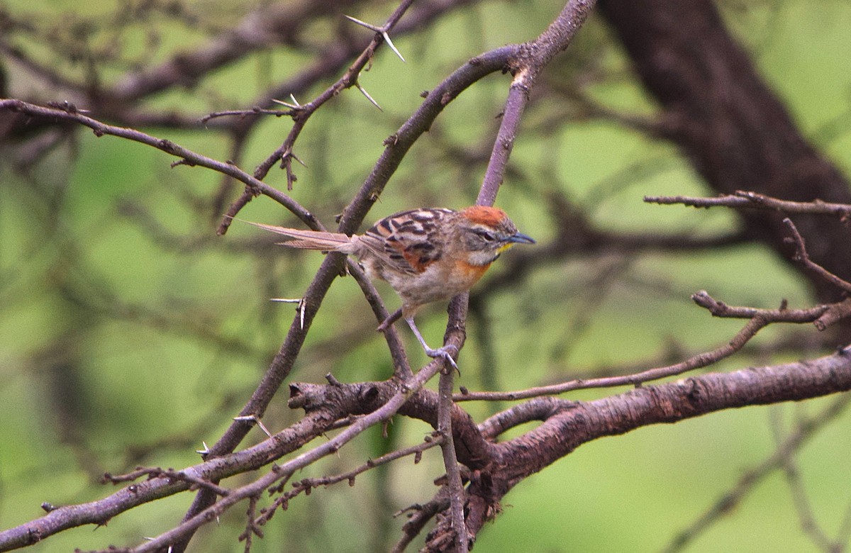 Chotoy Spinetail - ML644658404