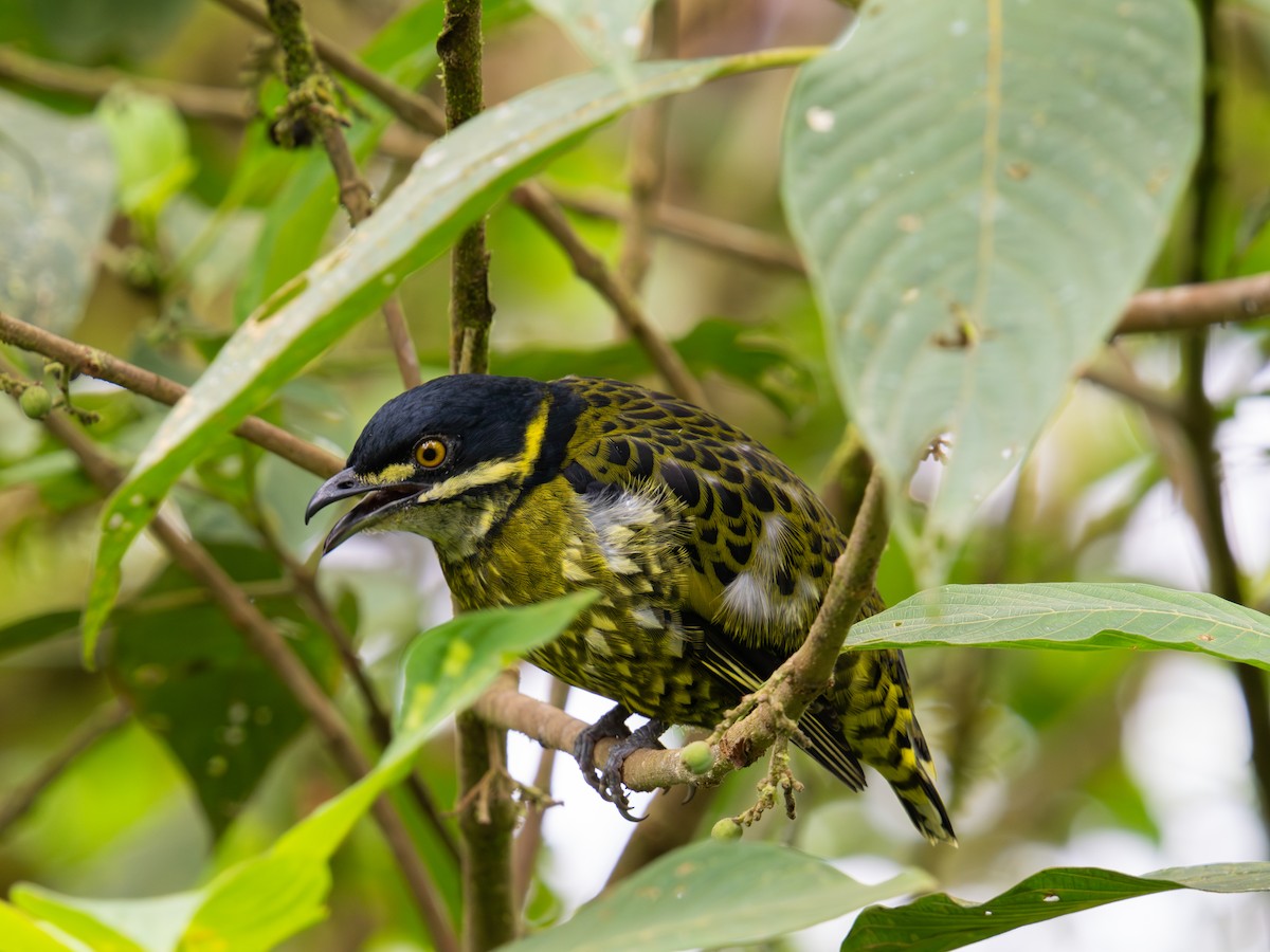 Scaled Fruiteater - ML644658419