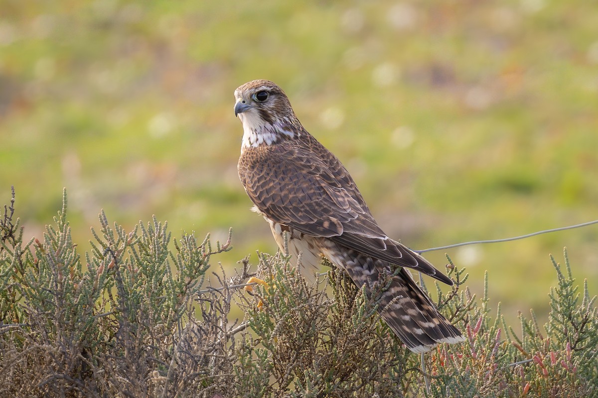 Merlin - ML644658423