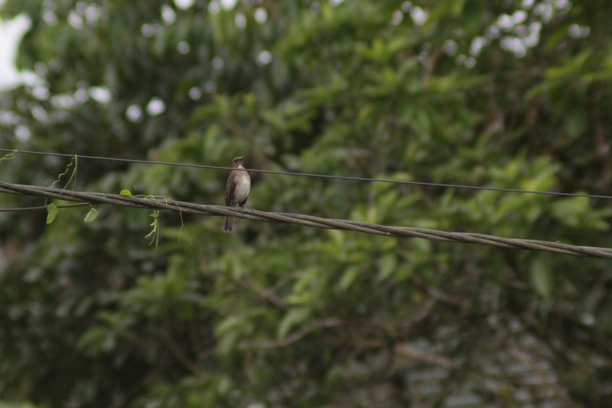 Zorzal Piquinegro - ML644658430