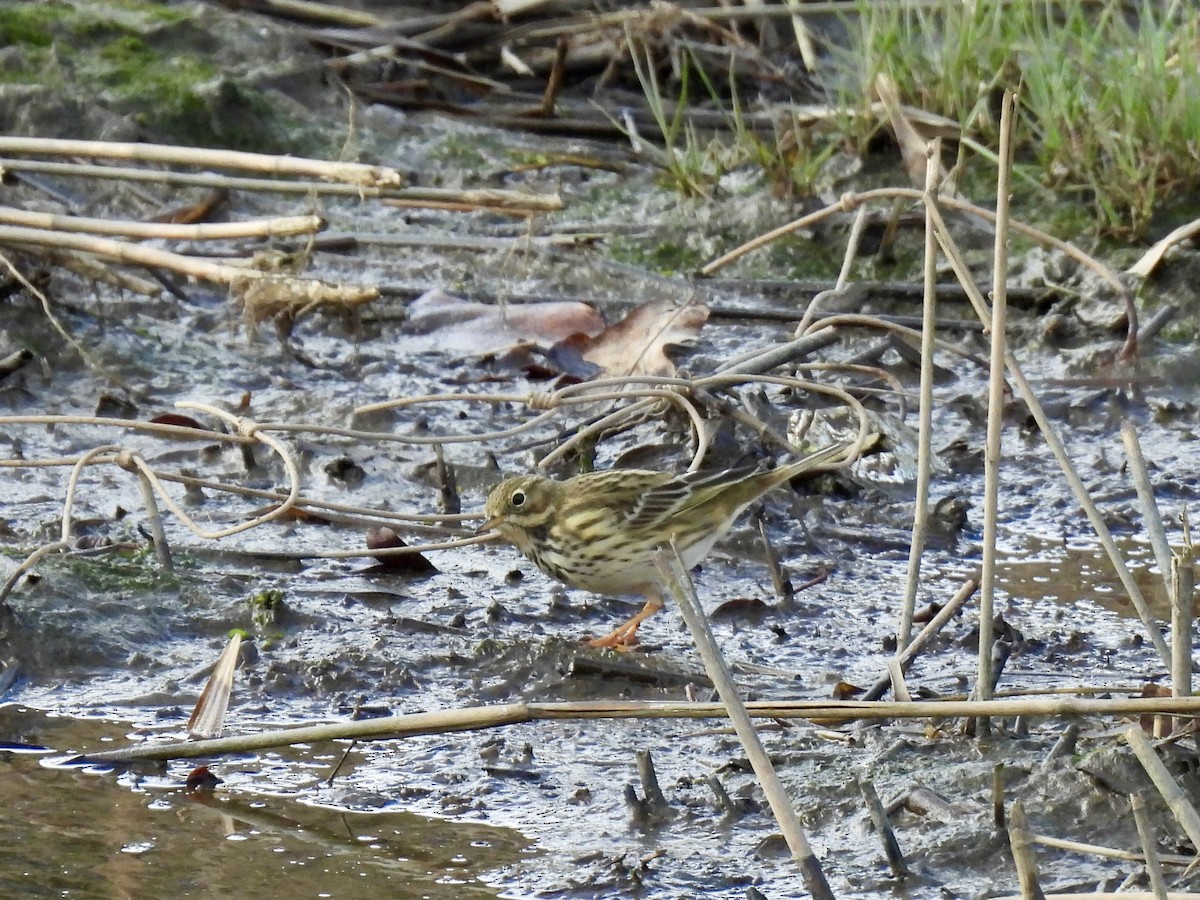 Negu-txirta - ML644658431