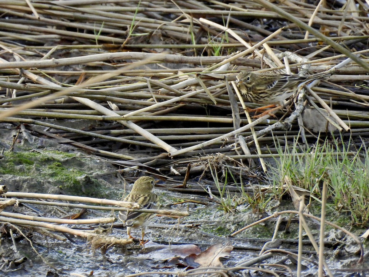 Negu-txirta - ML644658432