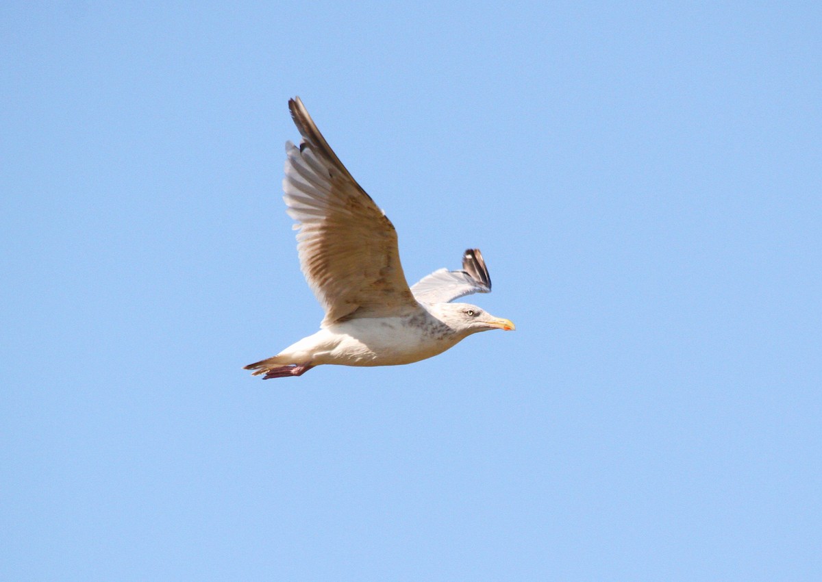 European Herring Gull - ML644658434