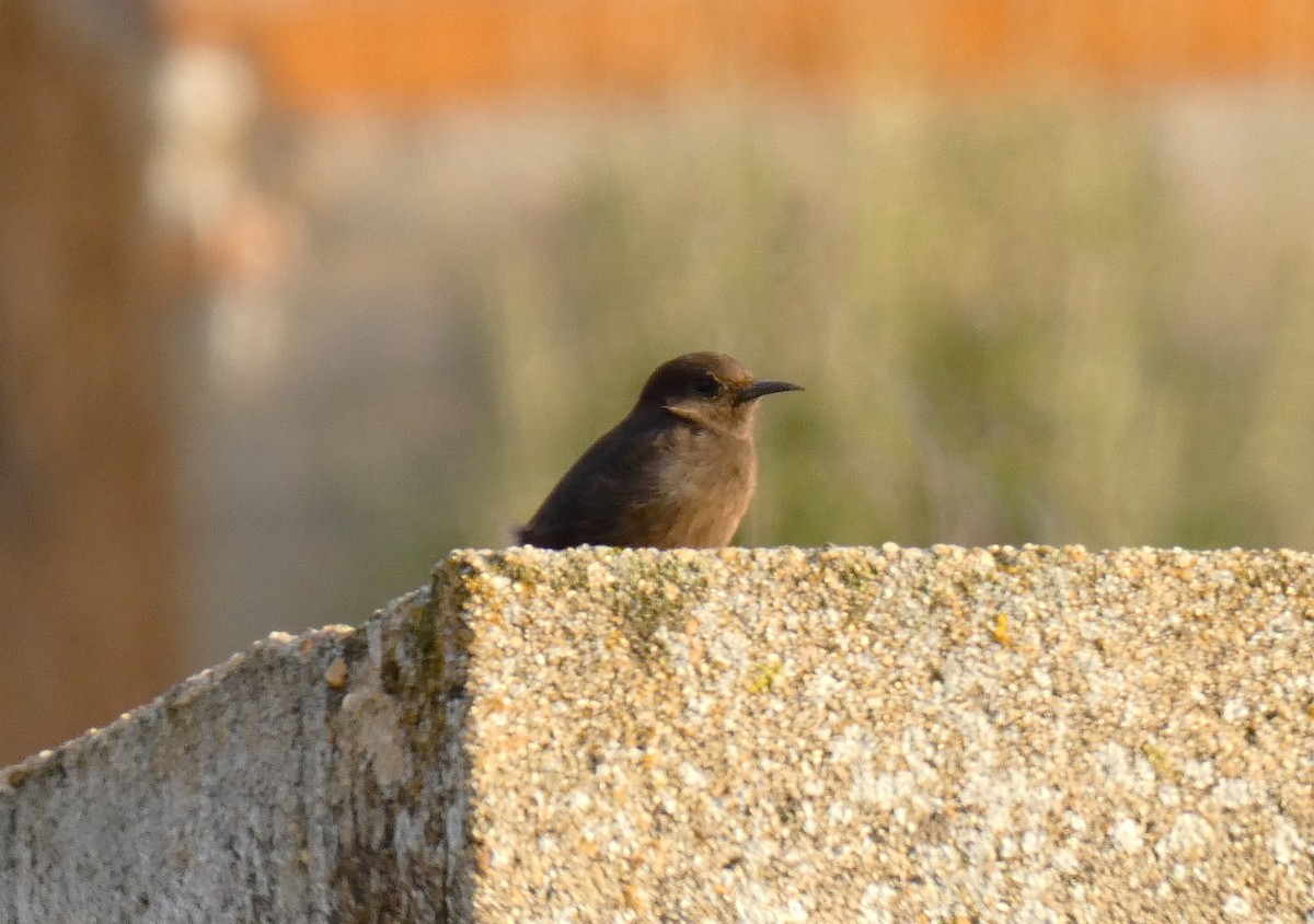 Black Wheatear - ML644658435