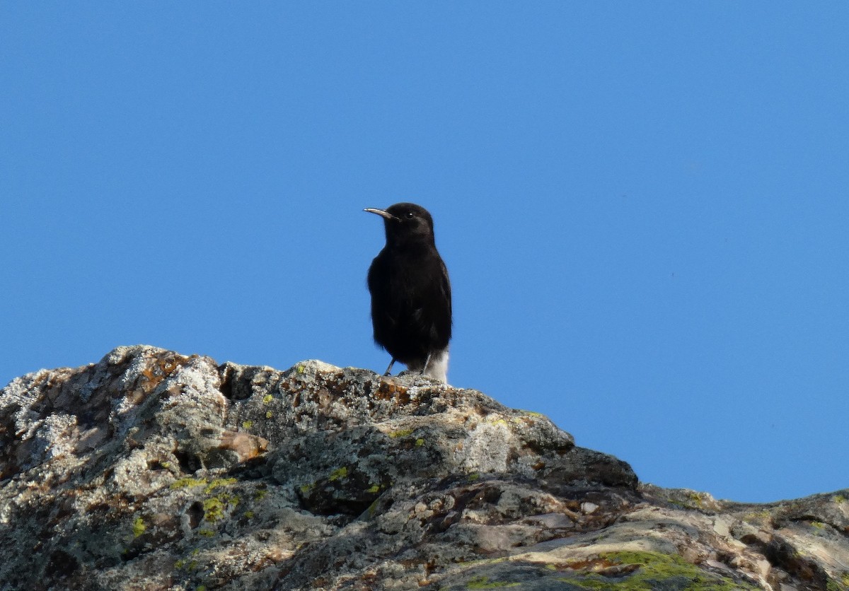 Black Wheatear - ML644658436